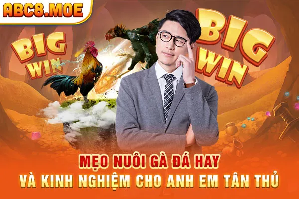 Mẹo Nuôi Gà Đá Hay Và Kinh Nghiệm Cho Anh Em Tân Thủ