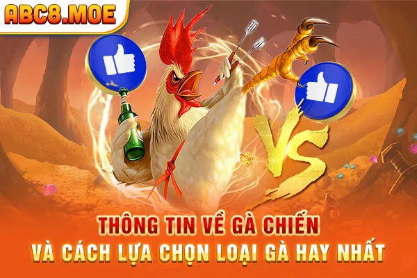 Thông Tin Về Gà Chiến Và Cách Lựa Chọn Loại Gà Hay Nhất