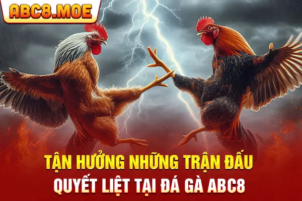 Tận hưởng những trận đấu quyết liệt tại đá gà ABC8